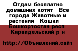 Отдам бесплатно домашних котят - Все города Животные и растения » Кошки   . Башкортостан респ.,Караидельский р-н